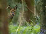 Deer Deer
